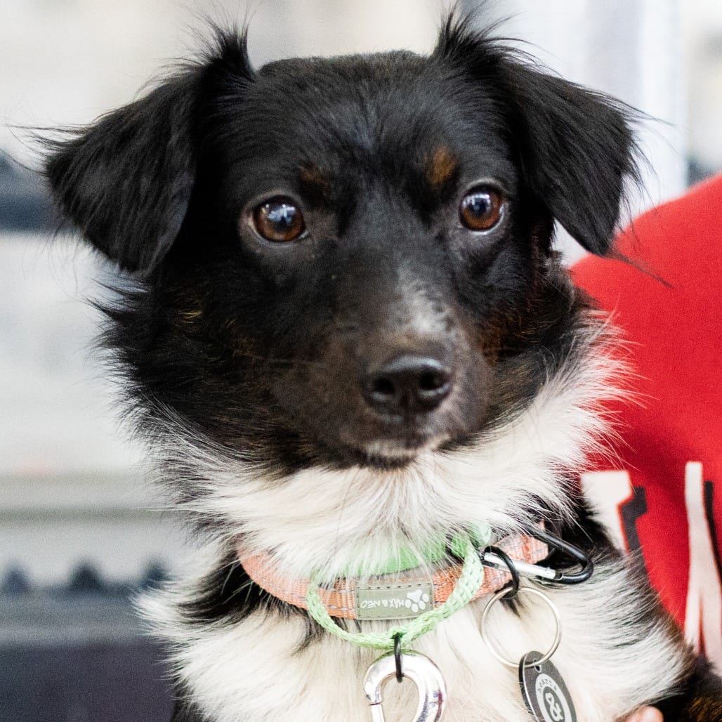 Photo of Karla, adoptable Chihuahua, Long Coat / Dachshund