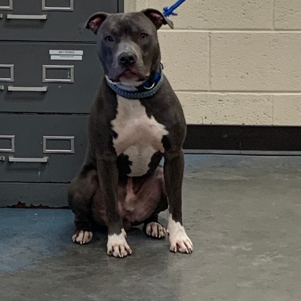 Photo of Tate, adoptable Mixed Breed (Medium)