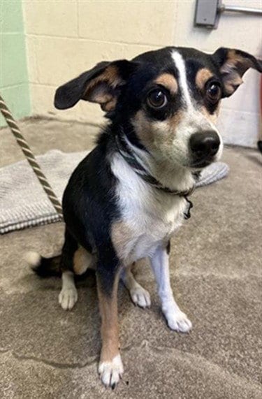 Photo of Marley, adoptable Chihuahua in Sacramento, California
