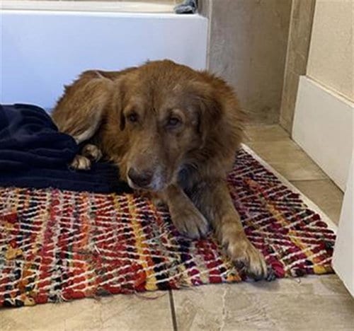 Photo of Canelo, adoptable Labrador Retriever in San Antonio, Texas