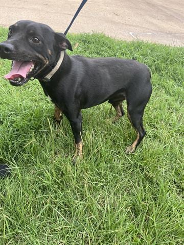 Photo of Crimson, adoptable Rottweiler in Lufkin, Texas