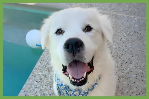 Photo of Ollie, adoptable Great Pyrenees in Amherst, Massachusetts