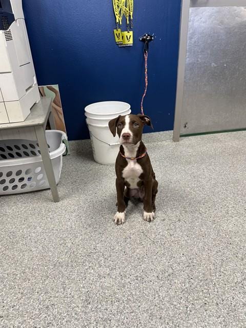 Photo of Diego, adoptable American Pit Bull Terrier in Pasadena, Texas