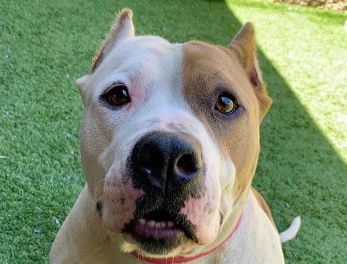 Photo of Poppi, adoptable Pit Bull Terrier in Moreno Valley, California