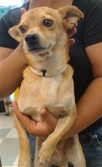 Photo of Senior Chihuahua - Smooth Coated mix, adoptable Chihuahua - Smooth Coated mix in Oklahoma City, Oklahoma