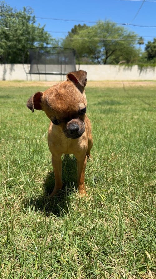 Photo of Macro, adoptable Chihuahua in Phoenix, Arizona