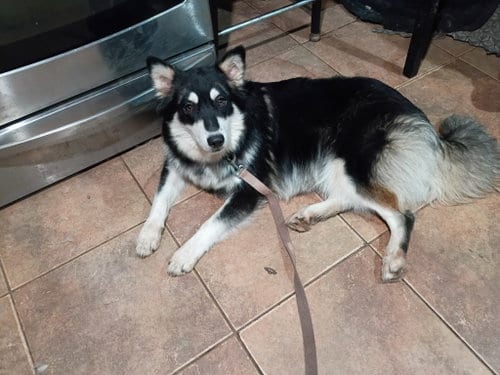 Photo of Madison, adoptable Border Collie in San Juan Bautista, California