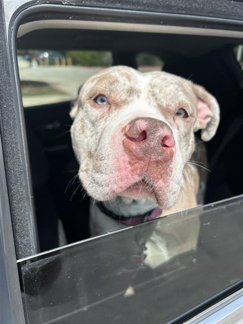 Photo of Cali, adoptable American Staffordshire Terrier in San Antonio, Texas