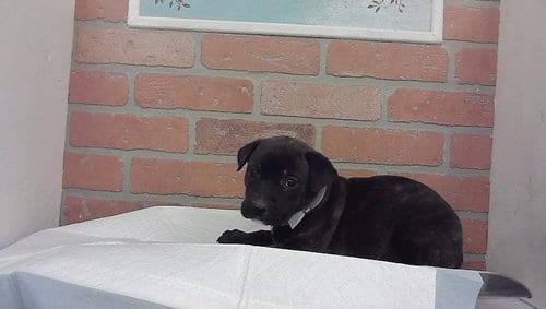 Photo of A2102384, adoptable Staffordshire Bull Terrier in Houston, Texas