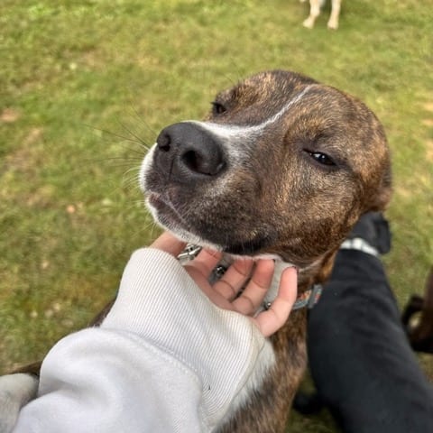 Photo of Luigi, adoptable Mountain Cur in Jersey City, New Jersey