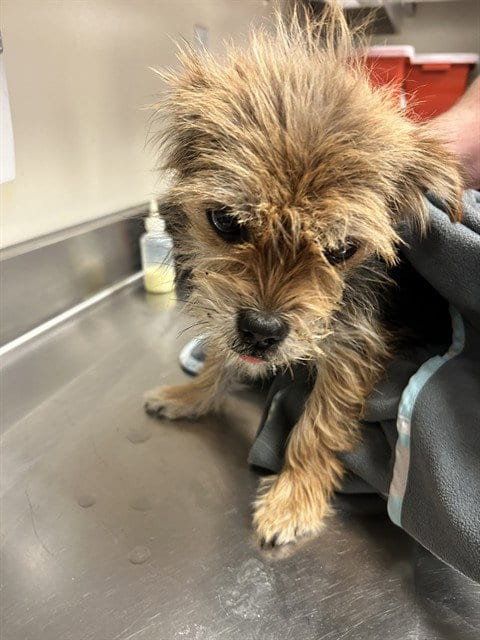 Photo of Tai Chi, adoptable Yorkshire Terrier Yorkie in Martinez, California