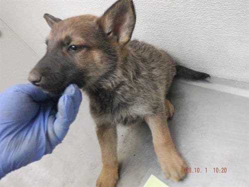 Photo of Munster, adoptable German Shepherd Dog in Oroville, California