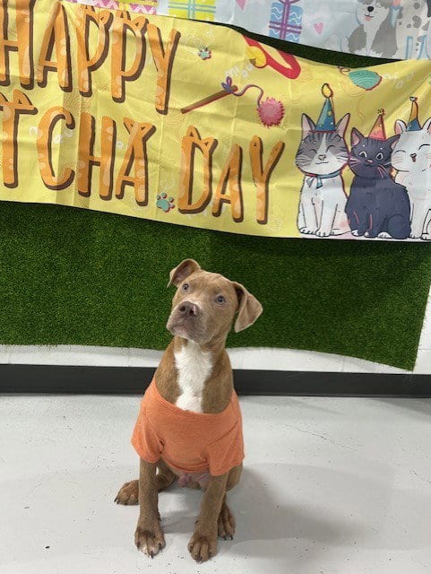 Photo of Oliver, adoptable Pit Bull Terrier in Temple, Texas