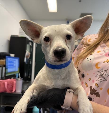 Photo of Tuco, adoptable Terrier in Thousand Palms, California