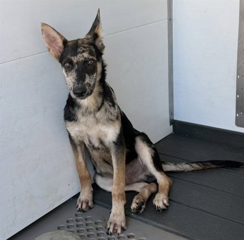 Photo of Cooper, adoptable Australian Cattle Dog/Blue Heeler in San Bernardino, California