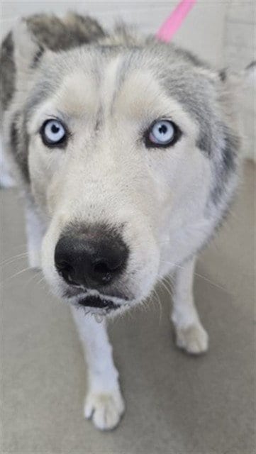 Photo of Calypso, adoptable Siberian Husky in San Bernardino, California