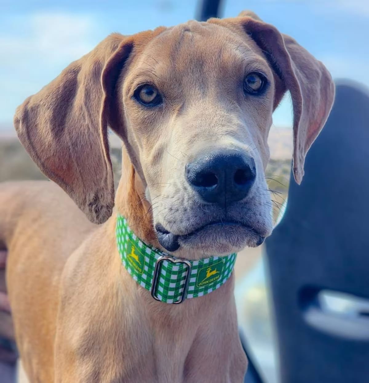 Photo of Angel, adoptable Great Dane in Tehachapi, California