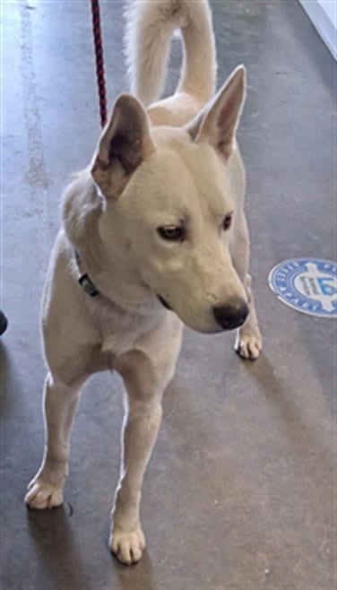 Photo of Champ, adoptable German Shepherd Dog in Los Angeles, California