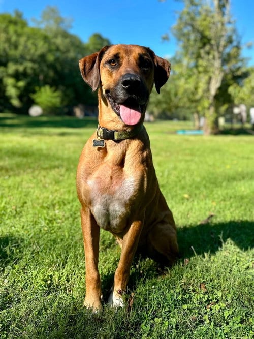 Photo of Duke, adoptable Great Dane in Germantown, Ohio