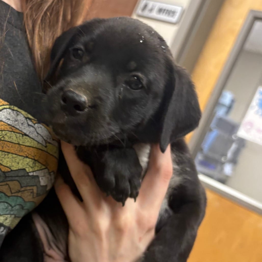 Photo of Evergreen- 090901U, adoptable Retriever, Labrador / Mixed Breed (Medium) in Tupelo, Mississippi