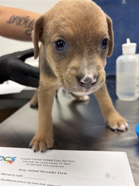 Photo of Mirabel, adoptable Labrador Retriever in Corpus Christi, Texas