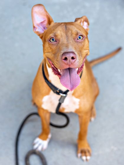 Photo of Sea Shanty, adoptable dog in Chamblee, Georgia