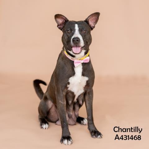 Photo of Chantilly, adoptable Pit Bull Terrier in Conroe, Texas