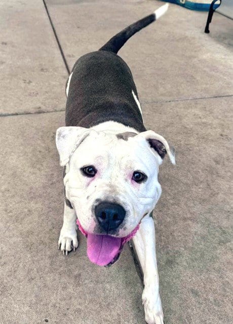Photo of Honey, adoptable Pit Bull Terrier in Sacramento, California