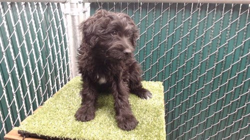 Photo of Kenny, adoptable Terrier in Downey, California