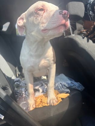 Photo of Breezy Weezy, adoptable dog in Atlanta, Georgia