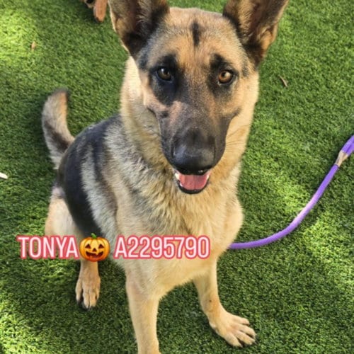 Photo of Tonya, adoptable German Shepherd Dog in Los Angeles, California