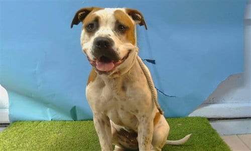 Photo of Bella, adoptable American Bulldog in Gardena, California