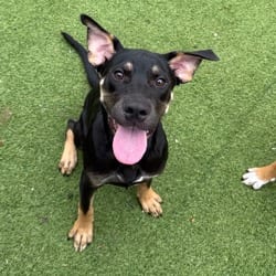Photo of Clifton 6017, adoptable Mixed Breed (Medium) in Loxahatchee, Florida
