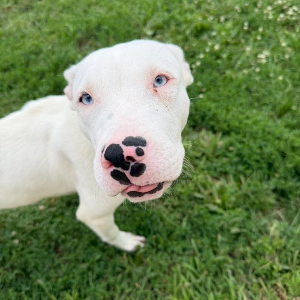 Photo of Queso, adoptable Terrier, American Pit Bull in Marshalltown, Iowa