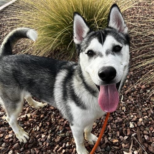 Photo of Jefe, adoptable Siberian Husky in Mesa, Arizona