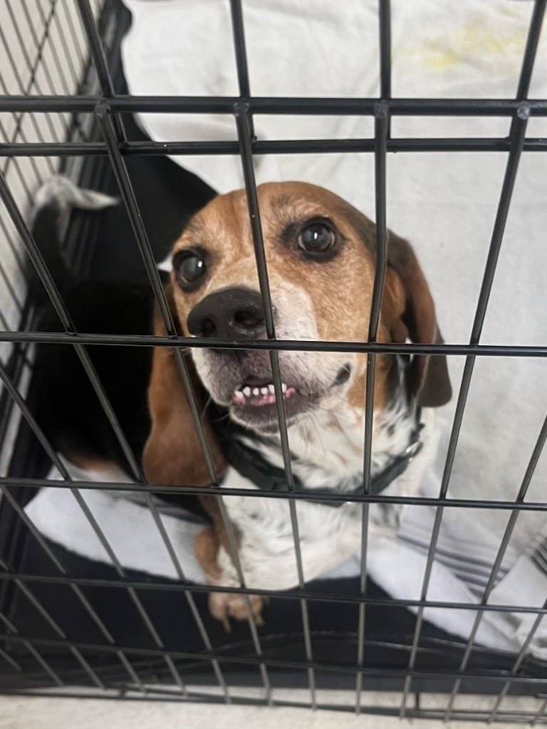 Photo of Lonnie, adoptable Beagle in Chickamauga, Georgia