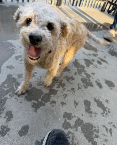 Photo of Dash, adoptable Maltese in Santa Barbara, California