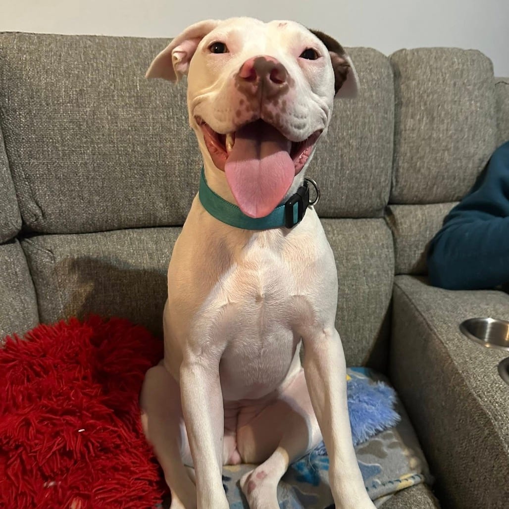 Photo of Lady Jif, adoptable Mixed Breed (Medium) in St. Louis, Missouri