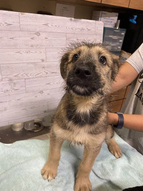 Photo of Sergio, adoptable German Shepherd Dog in Modesto, California
