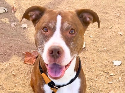 Photo of Lizzie, adoptable dog in Georgetown, Texas