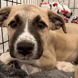 Photo of Goose, adoptable Labrador Retriever Black Mouth Cur in Hartwell, Georgia