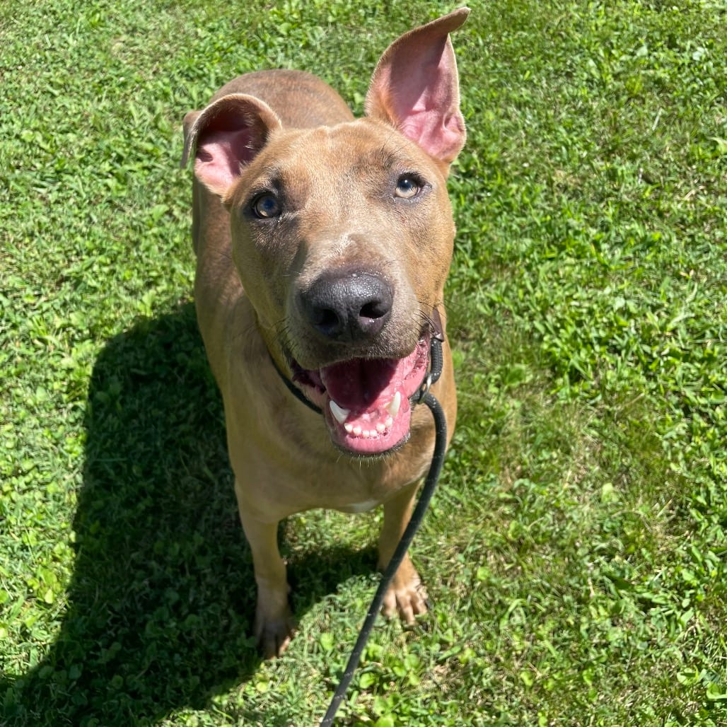 Photo of Milo, adoptable Mixed Breed (Medium) in Chattanooga, Tennessee