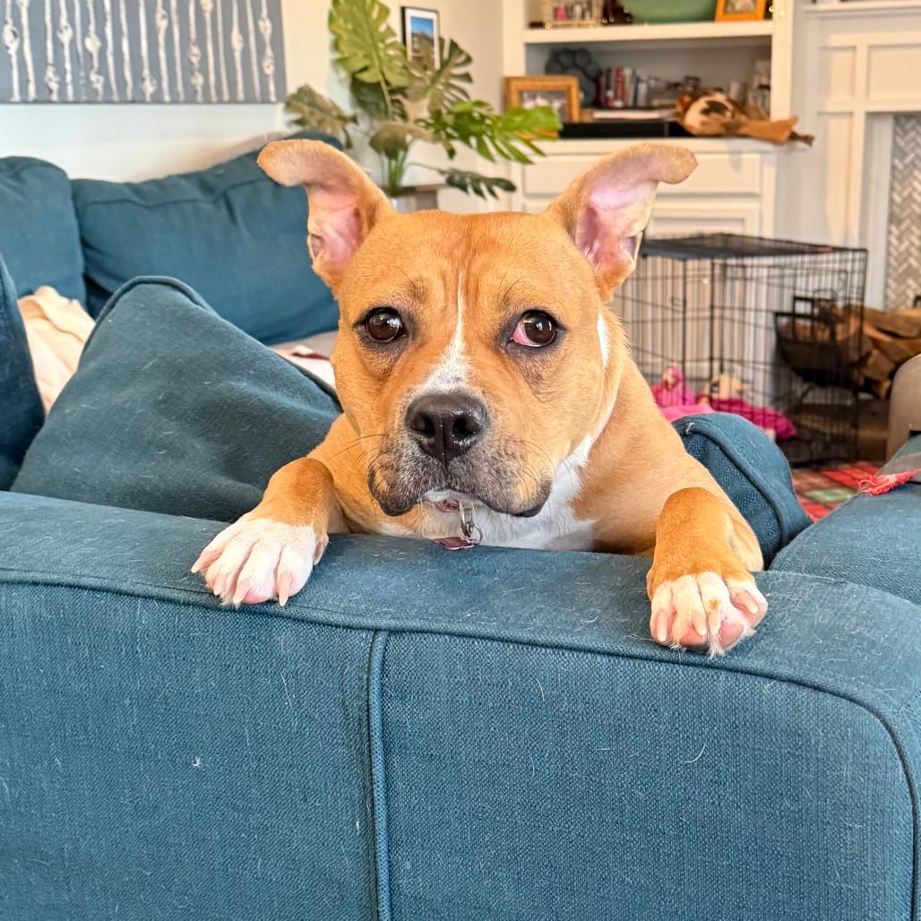 Photo of Sweetie, adoptable Terrier, American Pit Bull in York, Pennsylvania
