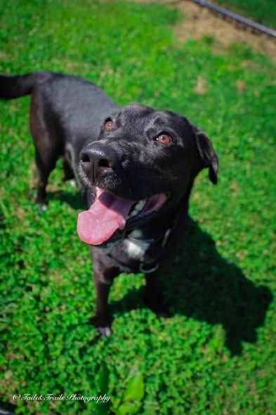 Photo of Kovu, adoptable Labrador Retriever in Greensburg, Indiana