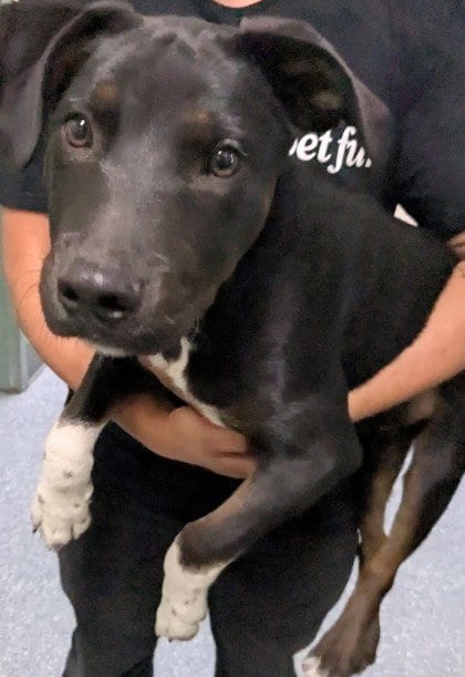 Photo of Angus, adoptable Terrier in Oakland, California
