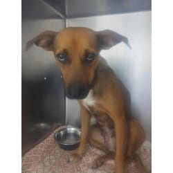 Photo of Melinda, adoptable Mixed Breed (Medium) in Baton Rouge, Louisiana