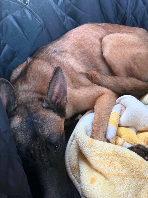 Photo of Solace - Located in CA, adoptable Belgian Shepherd Malinois in Imlay City, Michigan