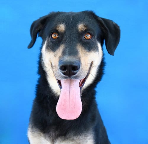 Photo of Oso, adoptable German Shepherd Dog in Pasadena, California