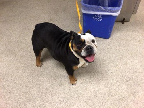 Photo of Valentine, adoptable English Bulldog in Riverside, California