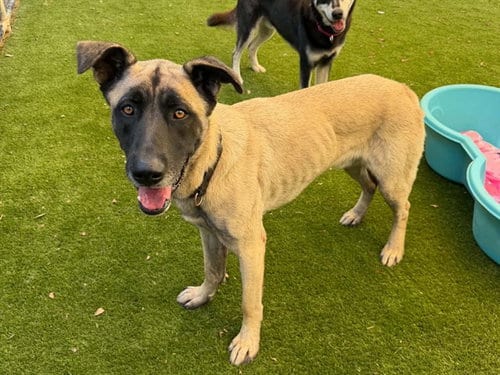Photo of Terry, adoptable Anatolian Shepherd in Martinez, California